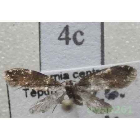 Narycia duplicella (Goeze, 1783) Czech4c